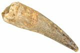 Fossil Spinosaurus Tooth - Real Dinosaur Tooth #357804-1